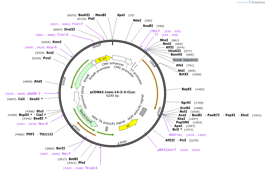 107611-plasmid-map-sequence-id-209757