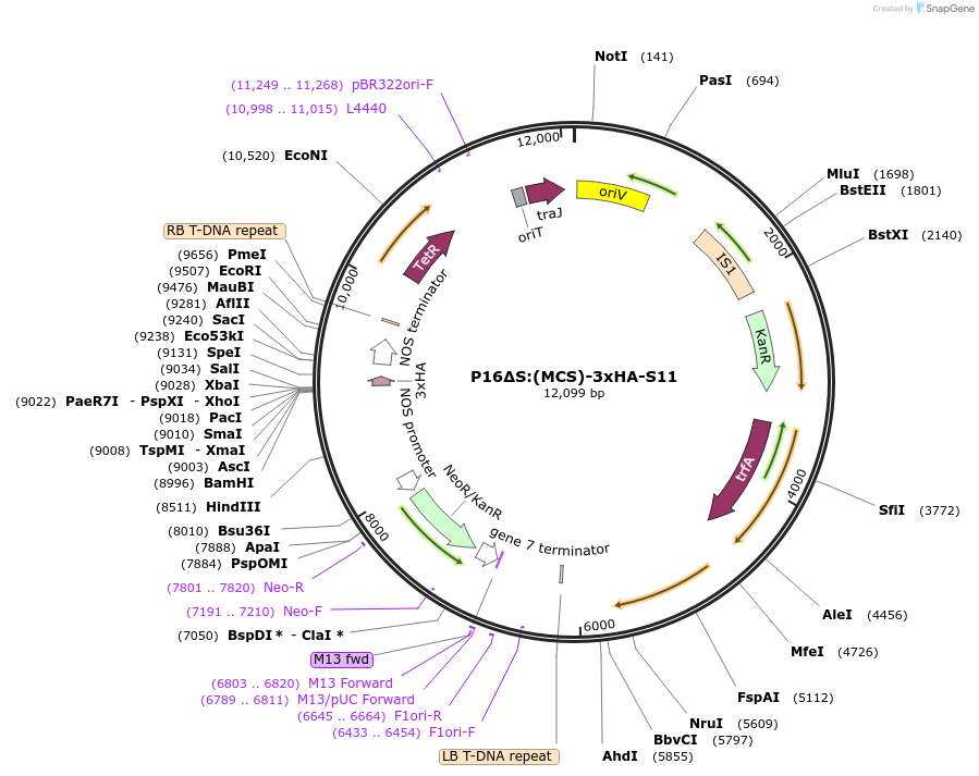 108185-plasmid-map-sequence-id-209771