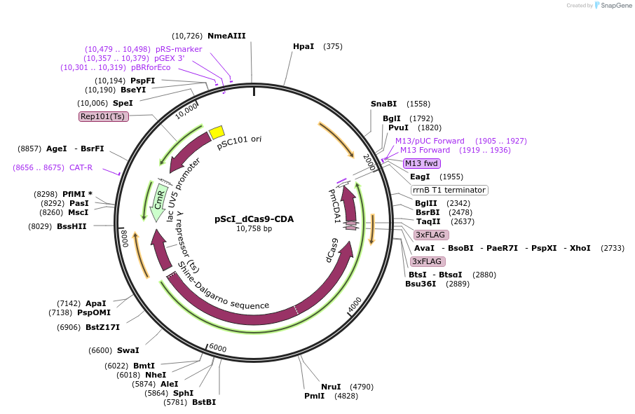 108549-plasmid-map-sequence-id-209787