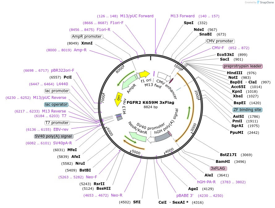 110112-plasmid-map-sequence-id-209788