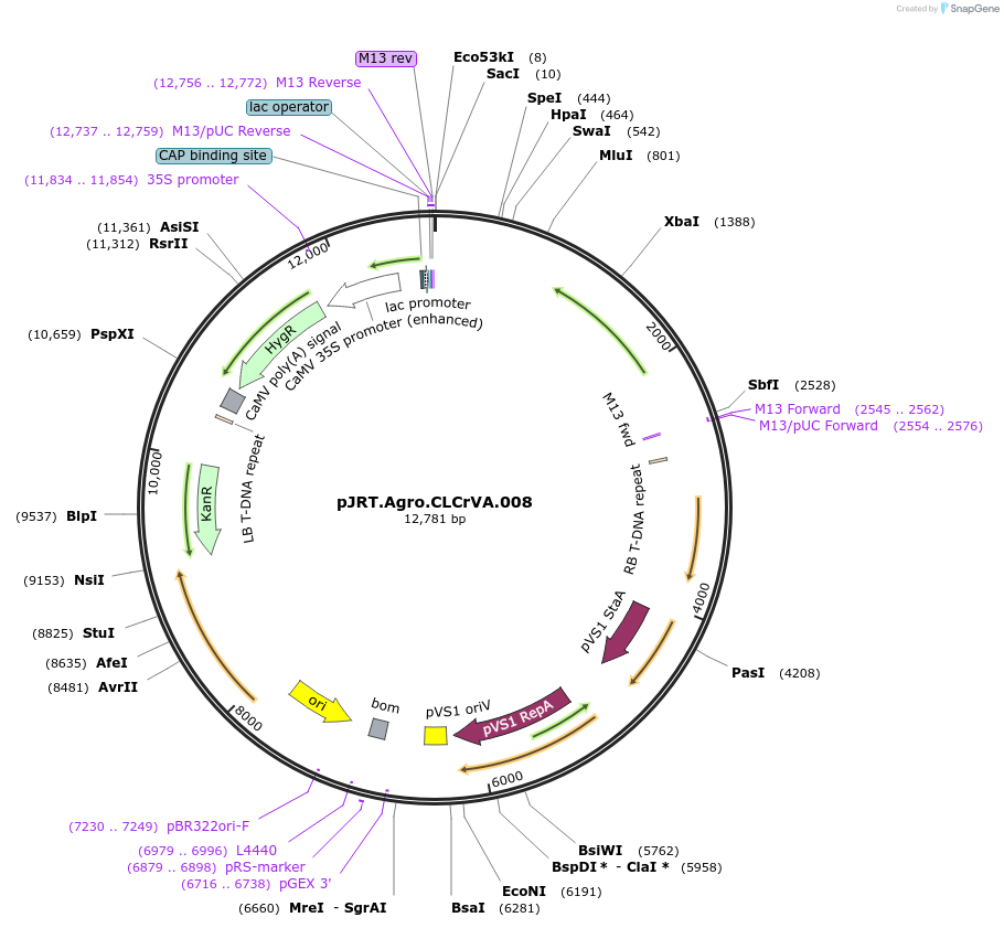 31809-plasmid-map-sequence-id-209791