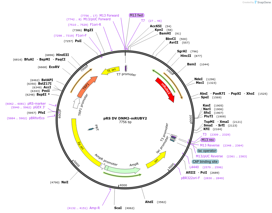 107793-plasmid-map-sequence-id-209822