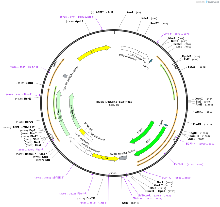 40907-plasmid-map-sequence-id-209871