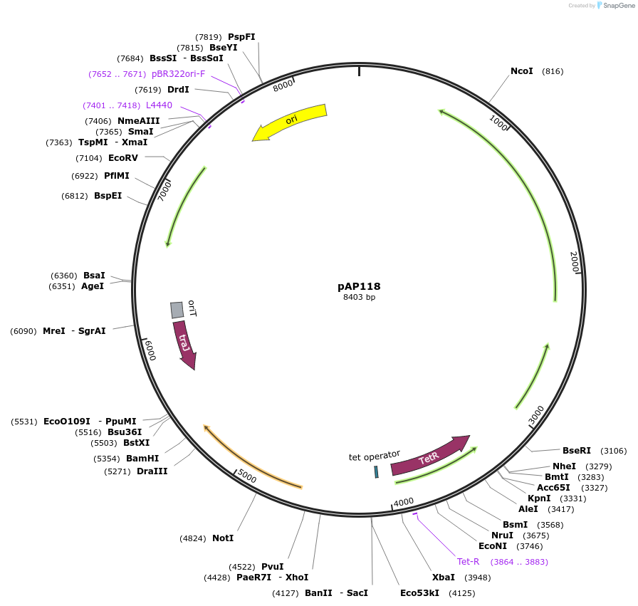 105495-plasmid-map-sequence-id-209872