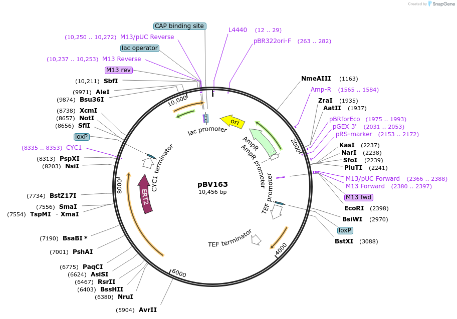 108364-plasmid-map-sequence-id-209913