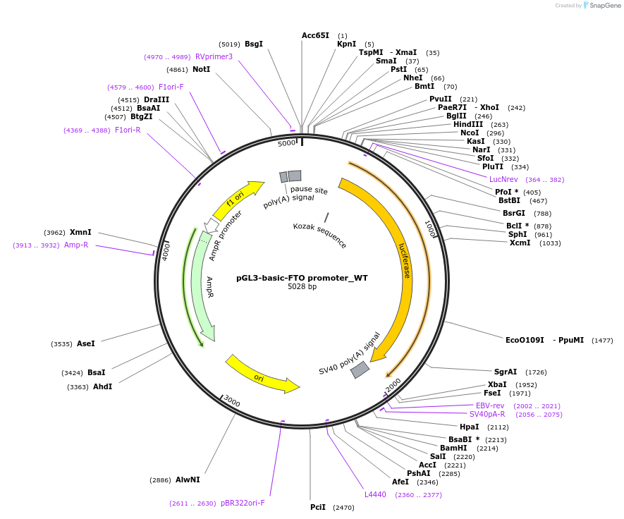 108922-plasmid-map-sequence-id-209925