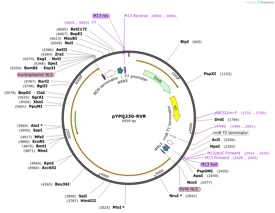 108861-plasmid-map-sequence-id-209929