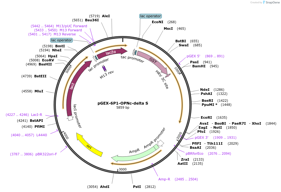 107985-plasmid-map-sequence-id-209939