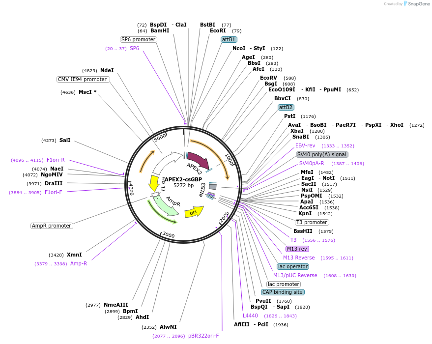 108874-plasmid-map-sequence-id-209948