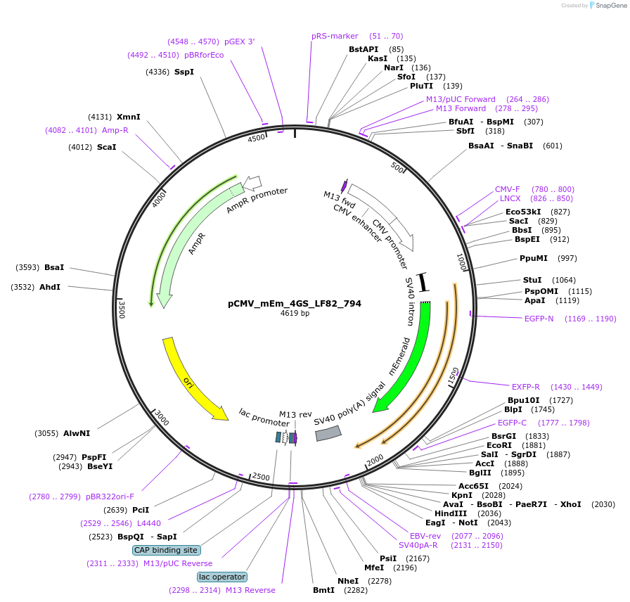 100425-plasmid-map-sequence-id-209979