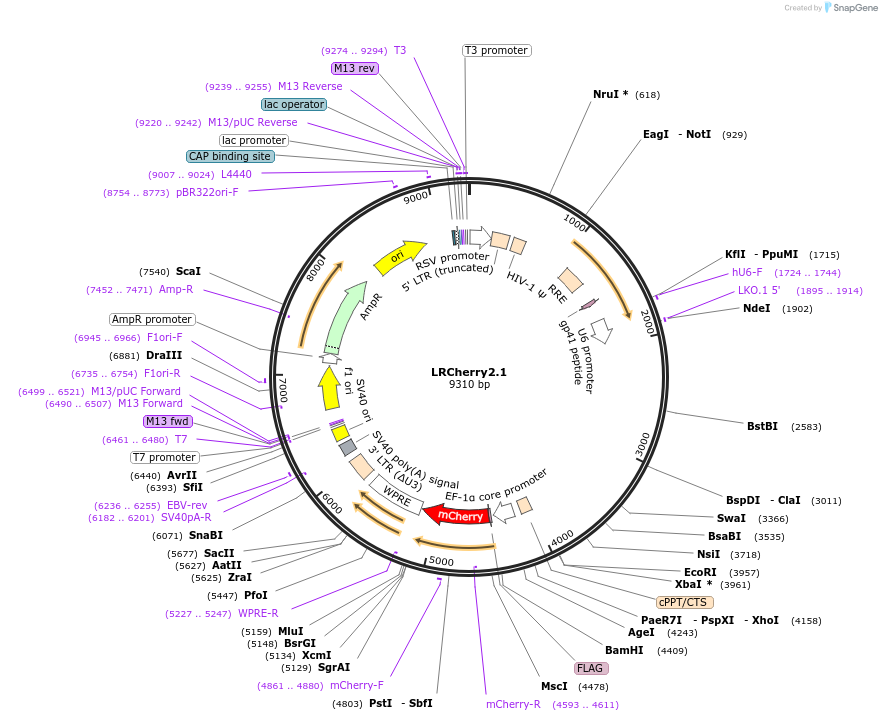 108099-plasmid-map-sequence-id-210055