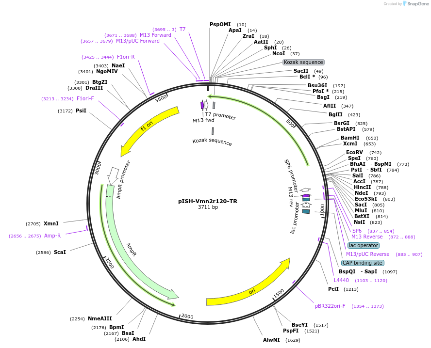 108087-plasmid-map-sequence-id-210065
