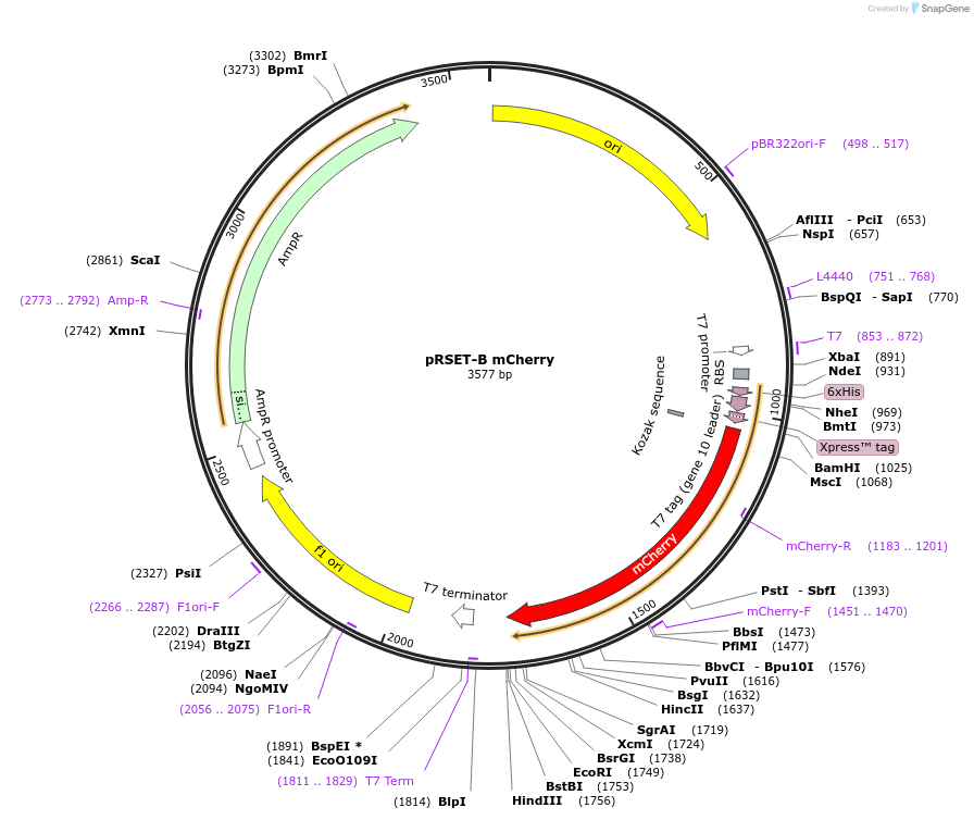 108857-plasmid-map-sequence-id-210075