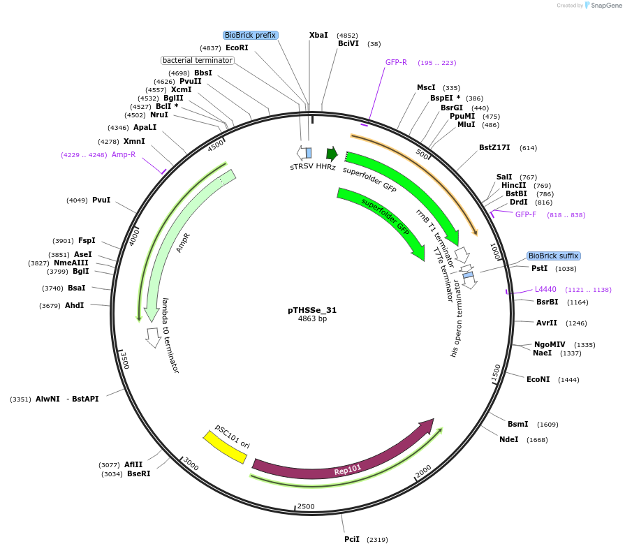 109235-plasmid-map-sequence-id-210090