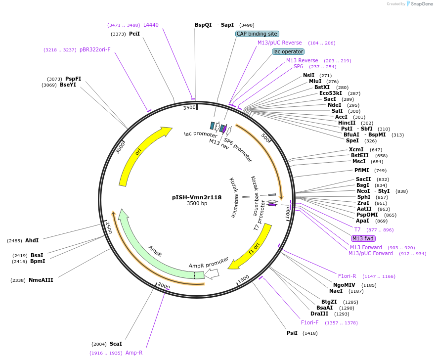 108086-plasmid-map-sequence-id-210091