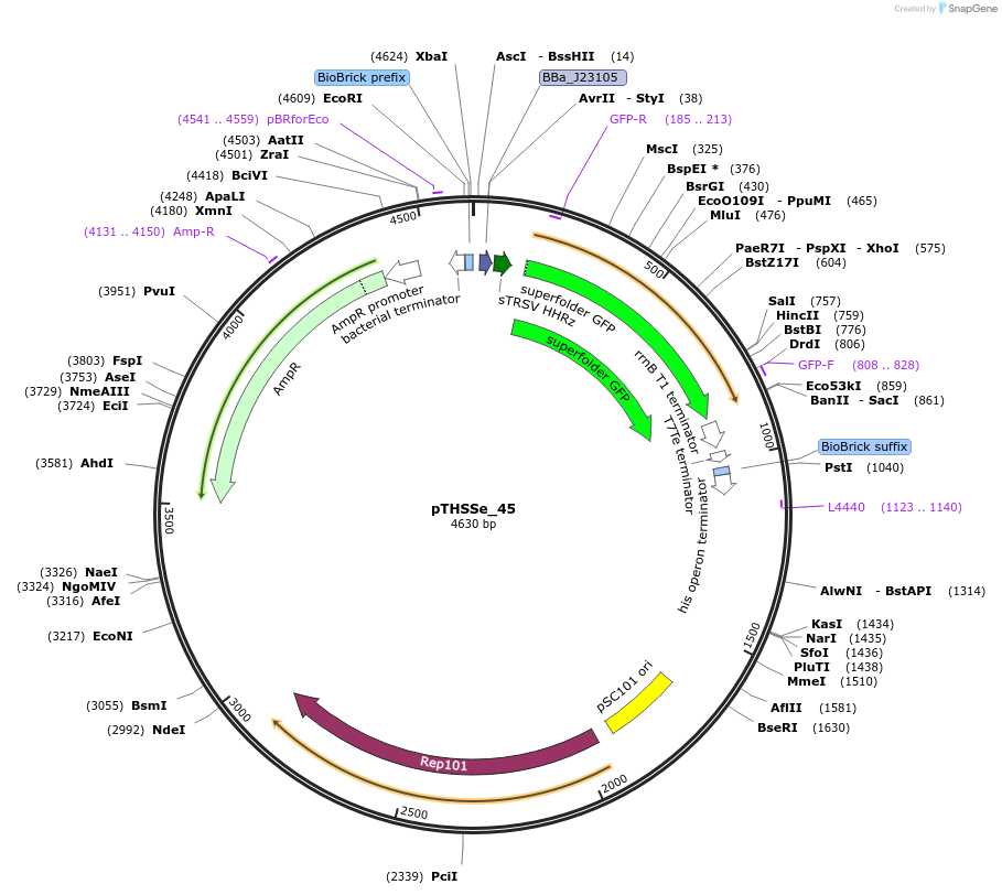 109243-plasmid-map-sequence-id-210098