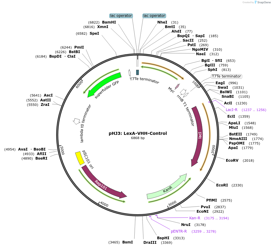 108241-plasmid-map-sequence-id-210115