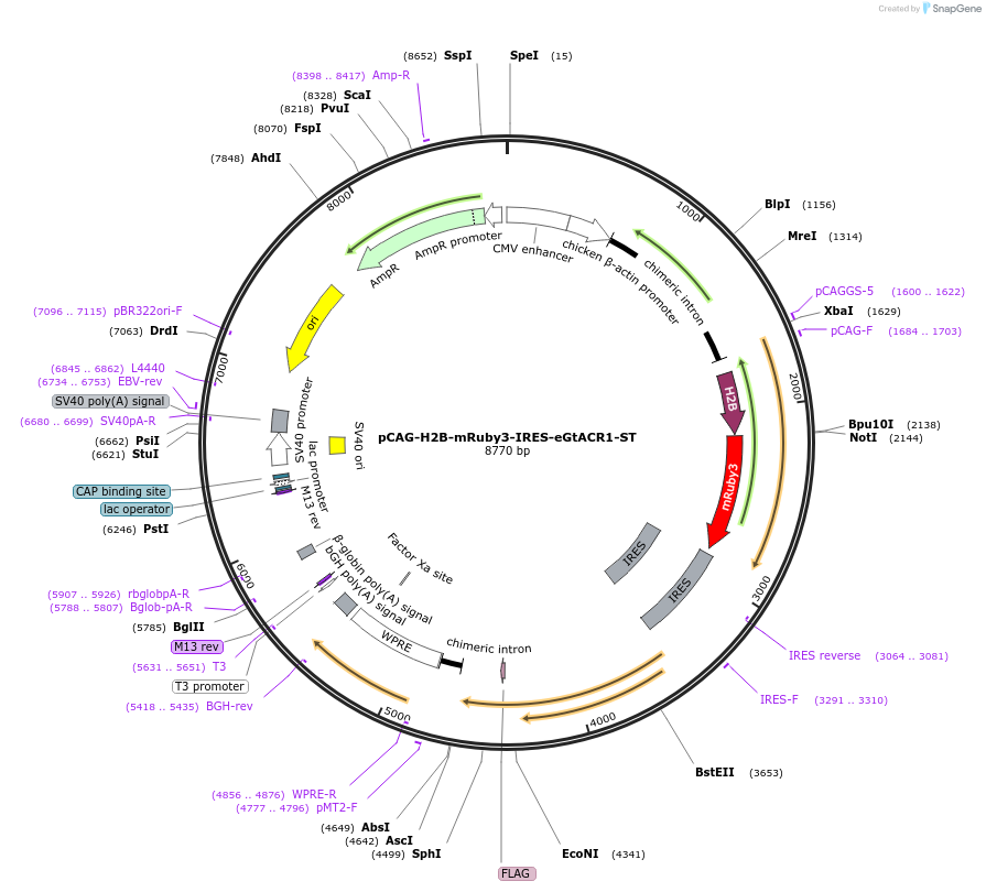 108960-plasmid-map-sequence-id-210123