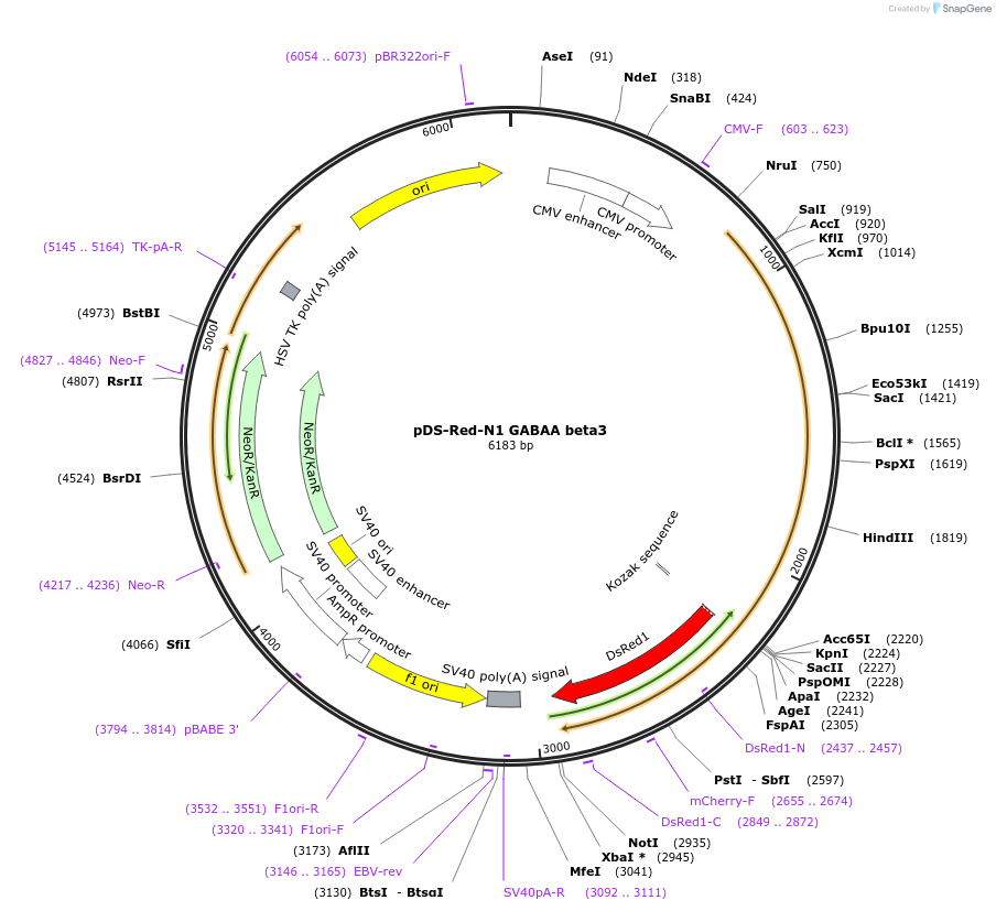 109143-plasmid-map-sequence-id-210126