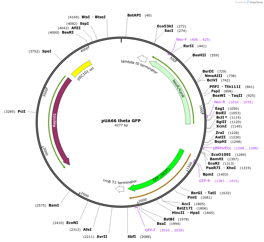 105607-plasmid-map-sequence-id-210134