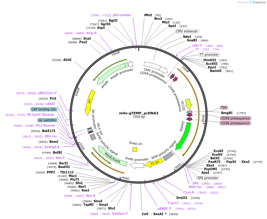 109117-plasmid-map-sequence-id-210136