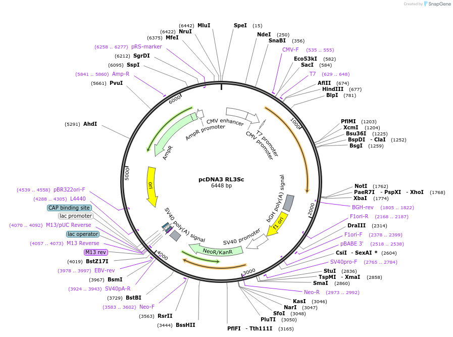 109365-plasmid-map-sequence-id-210146