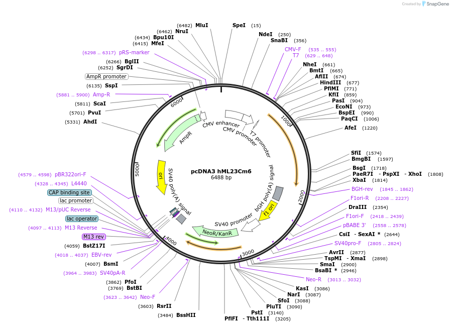 109368-plasmid-map-sequence-id-210156