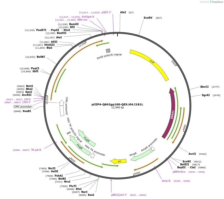111837-plasmid-map-sequence-id-210164