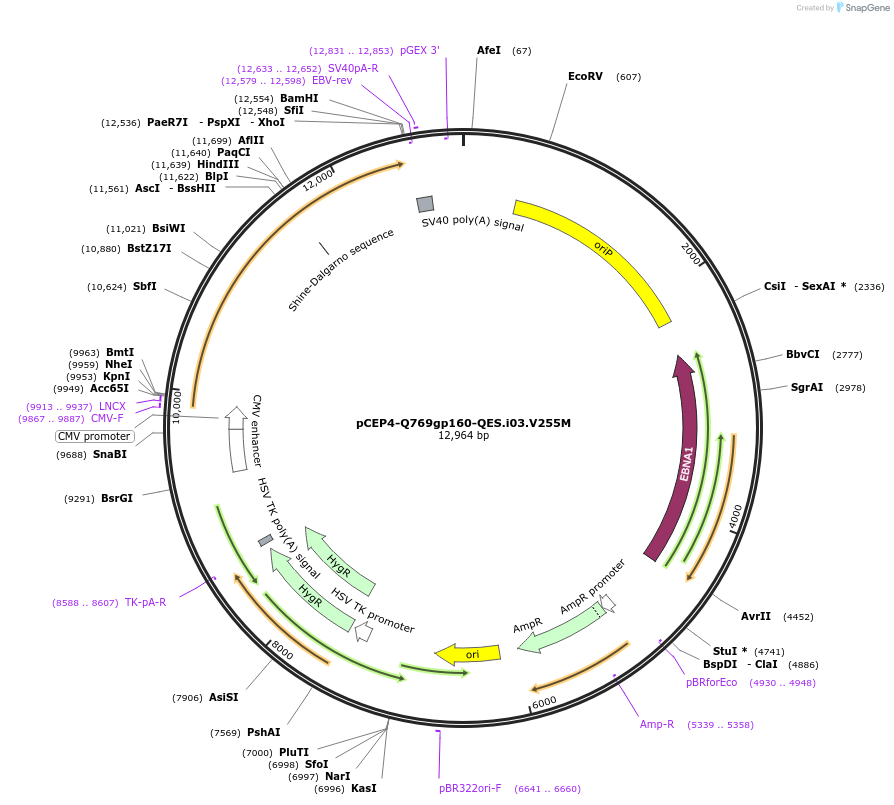 111838-plasmid-map-sequence-id-210171