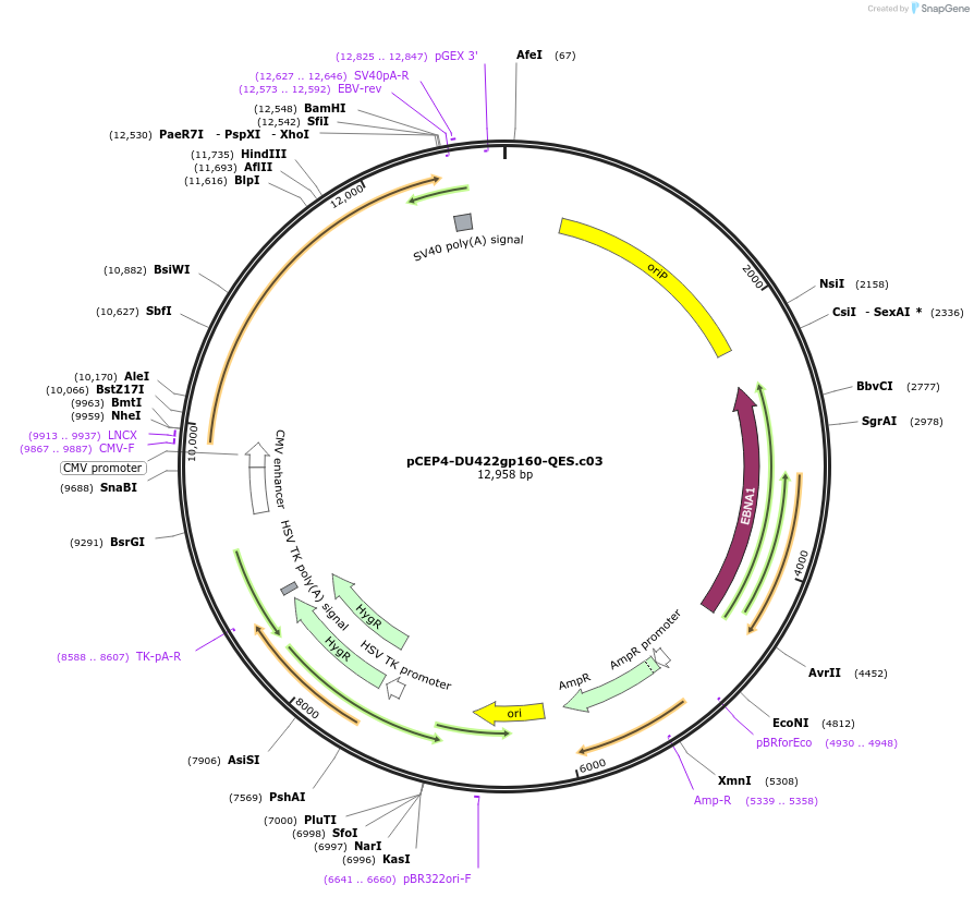 111840-plasmid-map-sequence-id-210180