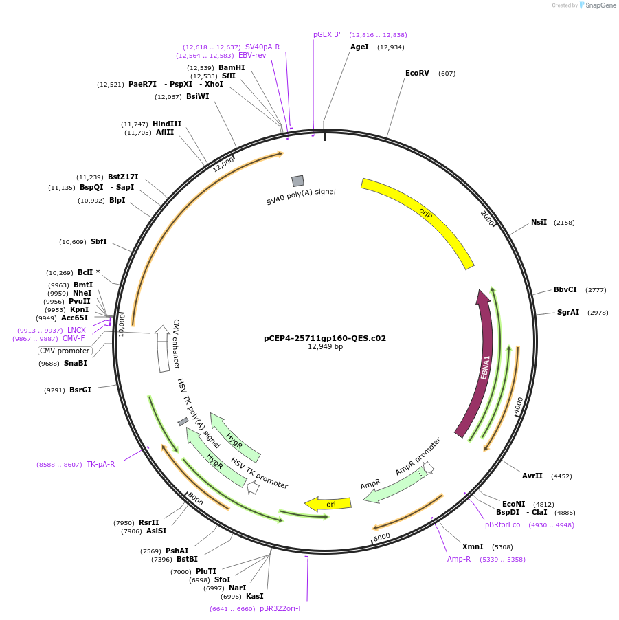 111842-plasmid-map-sequence-id-210197