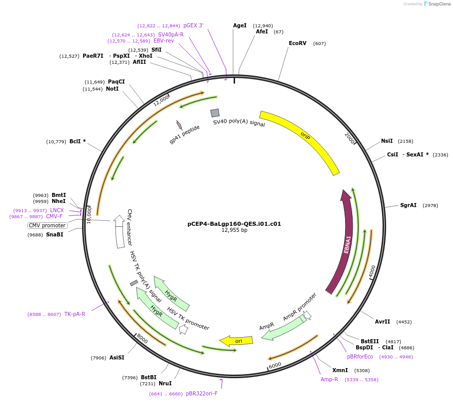 111839-plasmid-map-sequence-id-210212