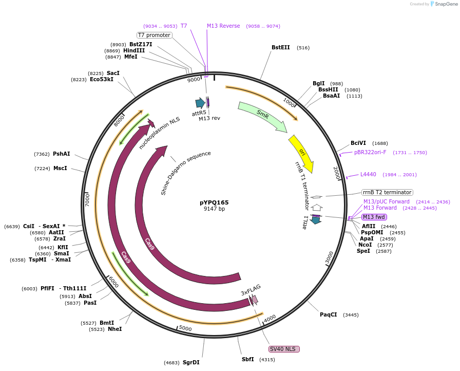 109327-plasmid-map-sequence-id-210214
