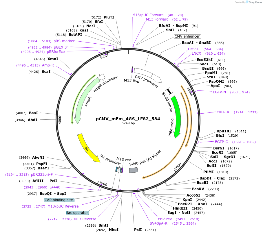 100448-plasmid-map-sequence-id-210223