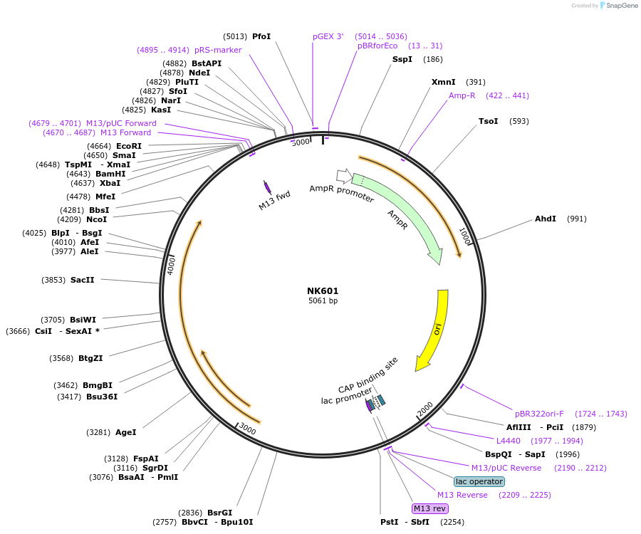 109070-plasmid-map-sequence-id-210224