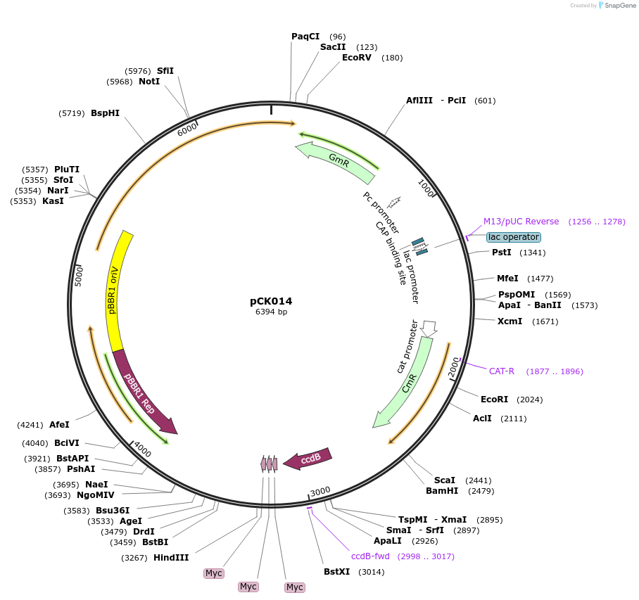 105346-plasmid-map-sequence-id-210238