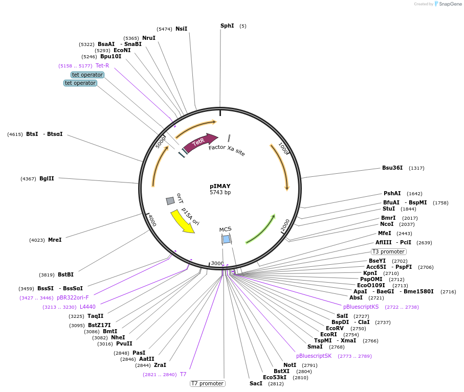 68939-plasmid-map-sequence-id-210239
