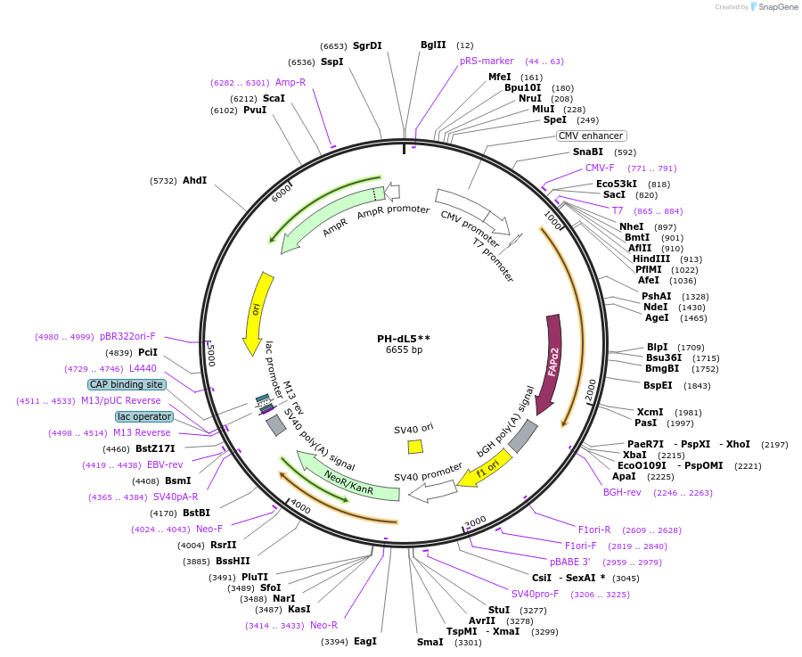 96946-plasmid-map-sequence-id-210240