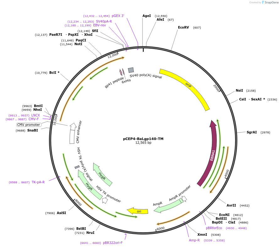 111843-plasmid-map-sequence-id-210251
