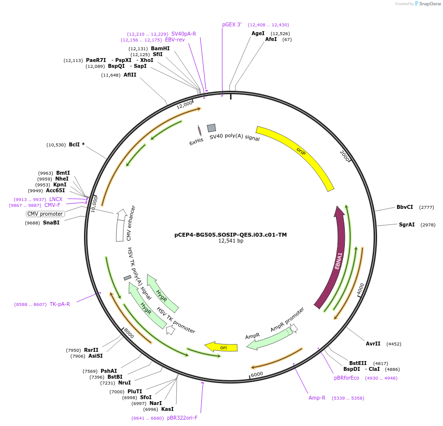 111845-plasmid-map-sequence-id-210256