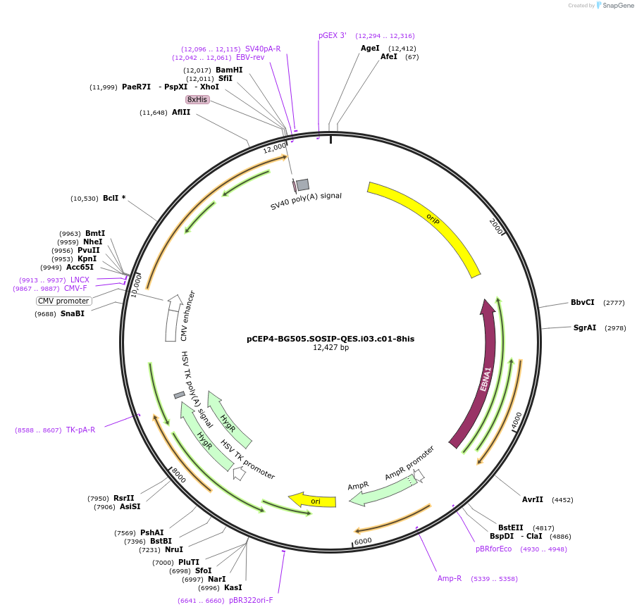 111846-plasmid-map-sequence-id-210258