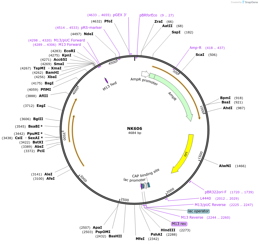 109076-plasmid-map-sequence-id-210270
