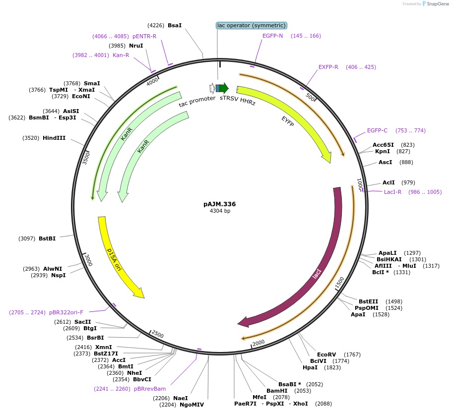 108528-plasmid-map-sequence-id-210286