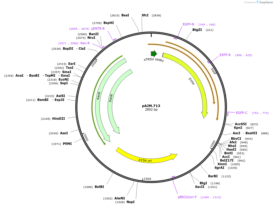 108514-plasmid-map-sequence-id-210287