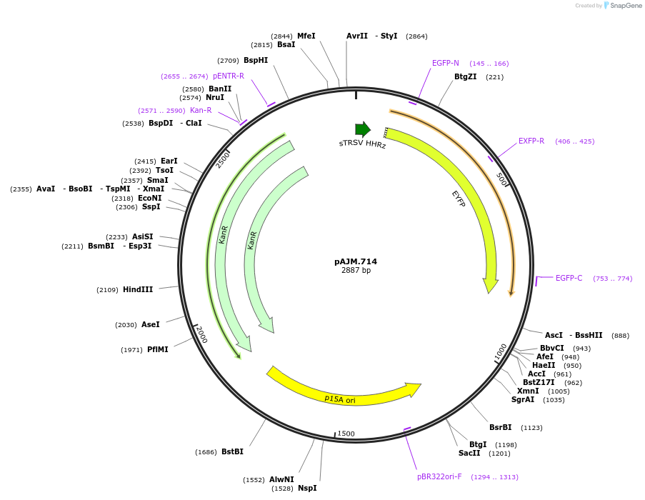 108515-plasmid-map-sequence-id-210296