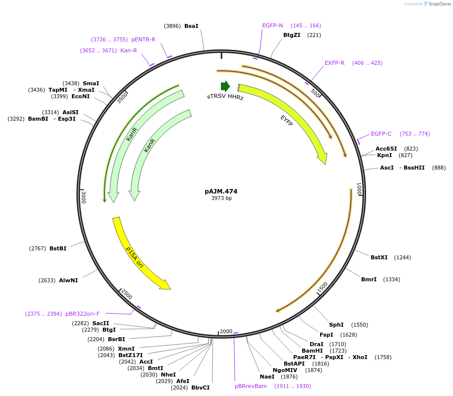 108526-plasmid-map-sequence-id-210299