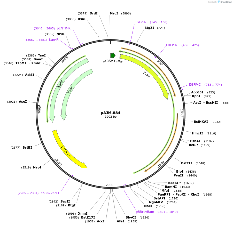 108536-plasmid-map-sequence-id-210301