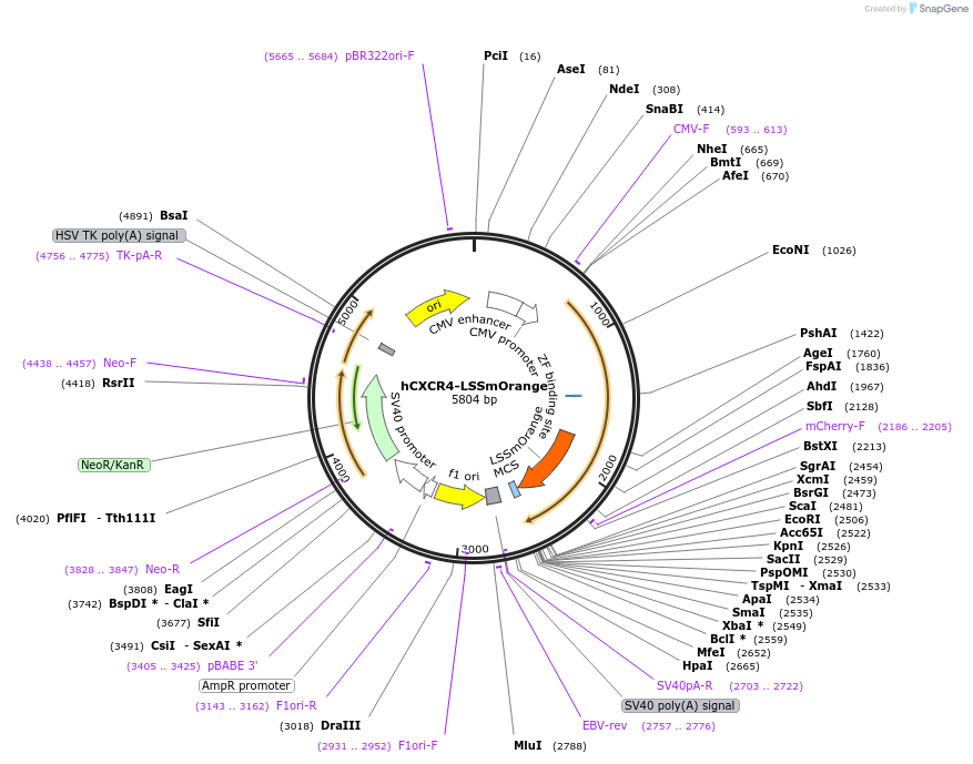 110197-plasmid-map-sequence-id-210321