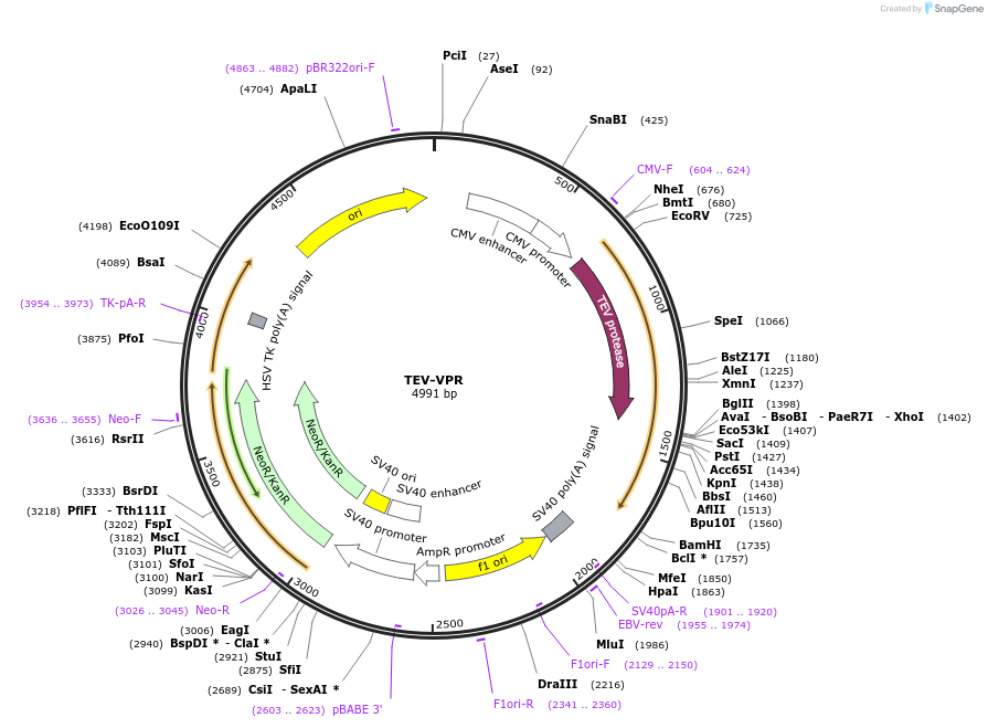 110200-plasmid-map-sequence-id-210323