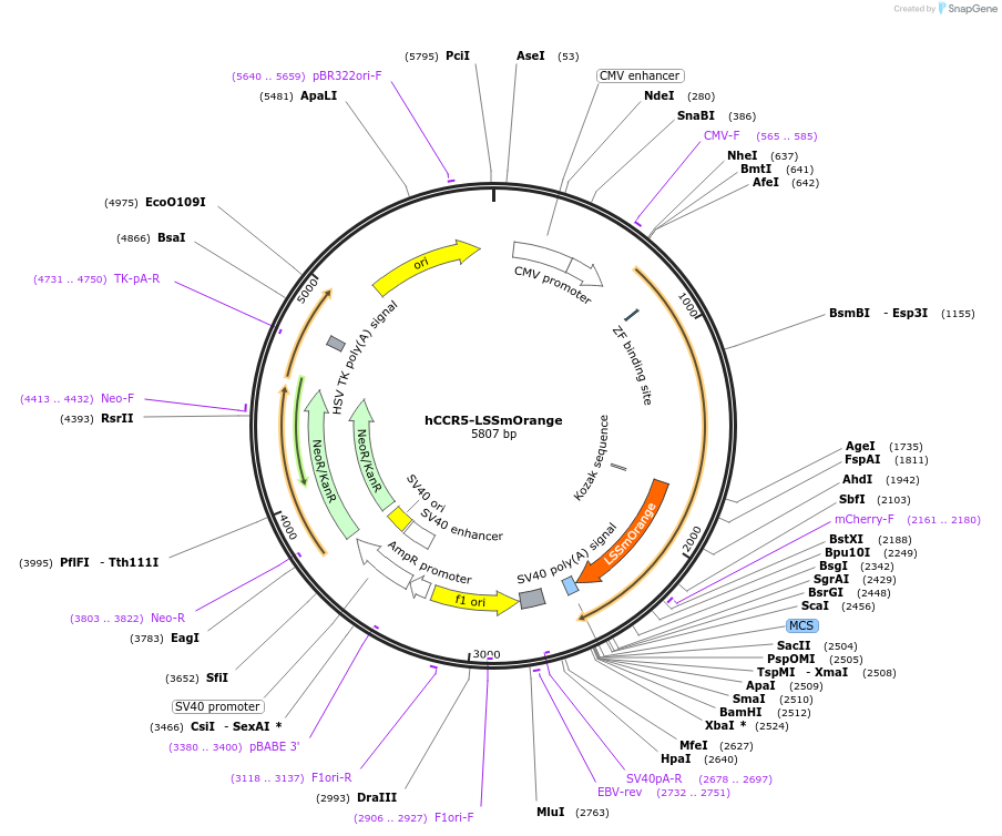 110194-plasmid-map-sequence-id-210324